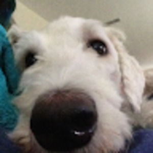 Meet your Posher, Sydney